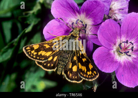 Checkered Skipper, Arktis Skipper (Carterocephalus palaemon, Pamphila palaemon), imago an Geranien blühen, Ansicht von oben, Deutschland Stockfoto