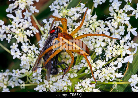 Fimbriate fischen Spinne (Dolomedes fimbriatus), sitzend auf einem umbellifer mit gefangen fliegen, Deutschland Stockfoto