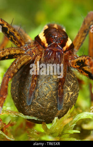 Fimbriate fischen Spinne (Dolomedes fimbriatus), Weibchen mit Kokon auf Sphagnum, Deutschland Stockfoto