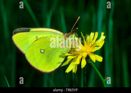 Moorland getrübt Gelb (Colias palaeno), sitzend auf einem gelben Composite, Seitenansicht, Deutschland Stockfoto