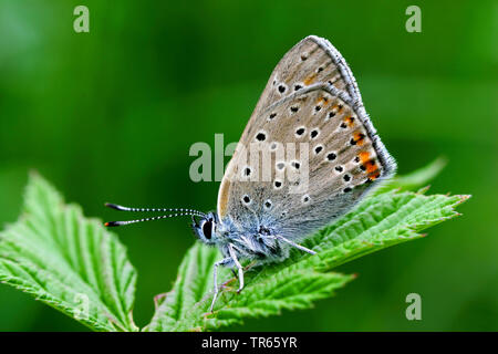 Purple-edged Copper (Lycaena hippothoe, Paleochrysophanus Hippothoe), sitzend mit eingeklappten Flügeln auf einem Blatt, Seitenansicht, Deutschland Stockfoto