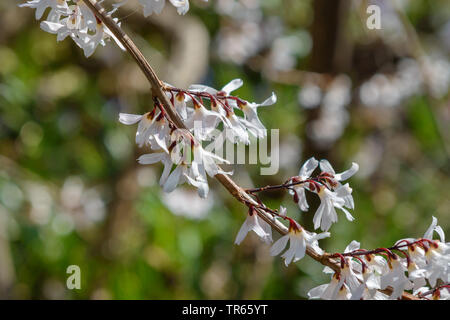 Weiß Forsythia (Dracaena distichum), blühender Zweig, Deutschland, Brandenburg Stockfoto