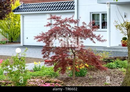 Japanischer Ahorn (Acer palmatum 'Granat', Acer palmatum Garnet), Sorte Granat, Deutschland Stockfoto