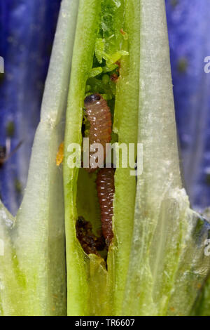 Alcon Alcon, blau, groß blau (Phengaris Maculinea Alcon, Alcon, Alcon) Glaucopsyche, Ei auf Blume von Marsh Enzian, Deutschland Stockfoto