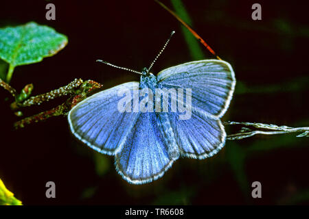 Alcon Alcon, blau, groß blau (Phengaris Maculinea Alcon, Alcon, Alcon Glaucopsyche), Erwachsener, Deutschland Stockfoto