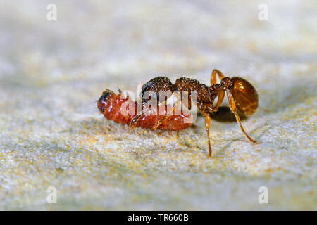 Alcon Alcon, blau, groß blau (Phengaris Maculinea Alcon, Alcon, Alcon Glaucopsyche), Caterpillar aus einer Ameise zum Nest transportiert wird, Deutschland Stockfoto