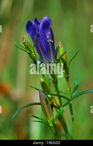 Alcon Alcon, blau, groß blau (Phengaris Maculinea Alcon, Alcon, Alcon) Glaucopsyche, Eier auf Blumen von Marsh Enzian, Deutschland Stockfoto