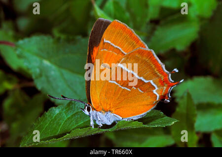 Braun hairstreak (Thecla betulae), weiblich, sitzend auf einem Blatt, Seitenansicht, Deutschland Stockfoto