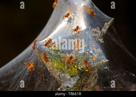 Mygalomorph Spinne (Atypus Piceus), jungen Spinnen an eine hauchdünne, Deutschland Stockfoto