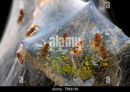 Mygalomorph Spinne (Atypus Piceus), jungen Spinnen an eine hauchdünne, Deutschland Stockfoto