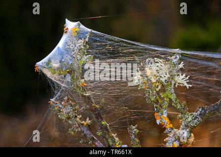 Mygalomorph Spinne (Atypus Piceus), jungen Spinnen an eine hauchdünne, Deutschland Stockfoto