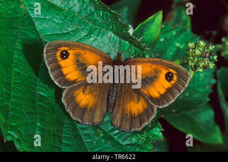 Gatekeeper, Hedge Braun (Pyronia tithonus, pyrausta Tithonus), männlich Sitzen mit geöffneten Flügeln auf ein Blatt, Ansicht von oben, Deutschland Stockfoto