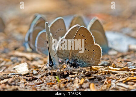 Mazarine blau (Polyommatus semiargus, Cyaniris semiargus), mehrere Mazarine blues Suche mineralische Nährstoffe auf dem Boden, Deutschland Stockfoto