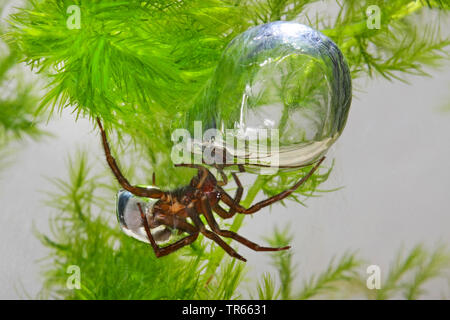 Europäischen wasser Spinne (Argyroneta Aquatica), mit Diving Bell, Luftblase unter Wasser, Deutschland Stockfoto