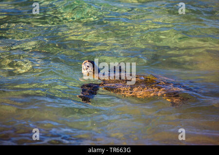 Grüne Schildkröte, rock Schildkröte, Fleisch der Schildkröten (Chelonia mydas), Schwimmen Fleisch Schildkröte unter den Atem an der Wasseroberfläche, USA, Hawaii, Kamaole Beach Park II, Kihei Stockfoto