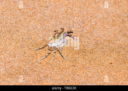 Blassen Ghost Crab (Ocypode Pallidula), am Strand, USA, Hawaii, Kamaole Beach Park II, Kihei Stockfoto