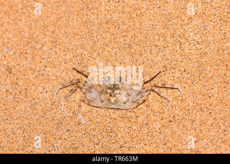Blassen Ghost Crab (Ocypode Pallidula), am Strand, USA, Hawaii, Kamaole Beach Park II, Kihei Stockfoto