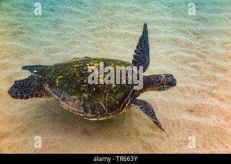 Grüne Schildkröte, rock Schildkröte, Fleisch der Schildkröten (Chelonia mydas), Schwimmen über sandigen Boden, USA, Hawaii Stockfoto