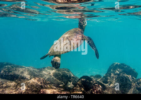 Grüne Schildkröte, rock Schildkröte, Fleisch der Schildkröten (Chelonia mydas), Schwimmen Fleisch Schildkröte unter den Atem an der Wasseroberfläche, USA, Hawaii, Kamaole Beach Park II, Kihei Stockfoto
