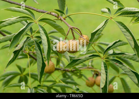 Stinkender Roßkastanie, Ohio Roßkastanie (Aesculus glabra var glabra), Früchte auf einem Zweig Stockfoto