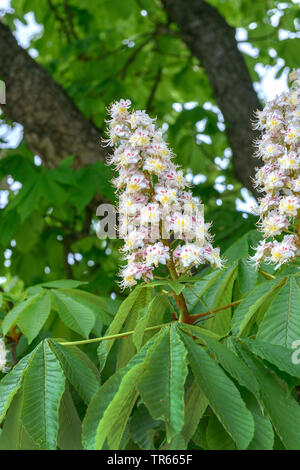 Gemeinsame Rosskastanie (Aesculus hippocastanum), blühender Zweig Stockfoto