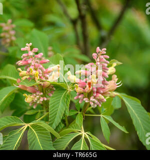 Rote Roßkastanie (Aesculus Pavia 'Koehnei', Aesculus pavia Koehnei), blütenstände der Sorte Koehnei, Schlesien, Niederschlesien Stockfoto