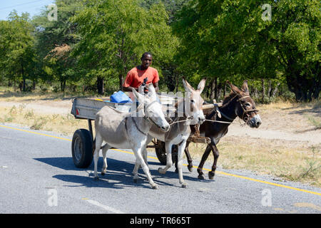 Inländische Esel (Equus asinus asinus), Esel und Warenkorb, Botswana Stockfoto