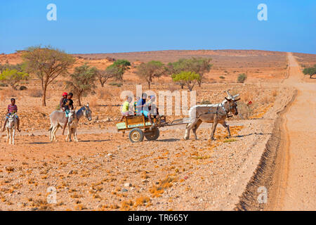 Kinder, Esel und fahren mit Esel und Beförderung durch die Wüste, Namibia, Brandberg Stockfoto