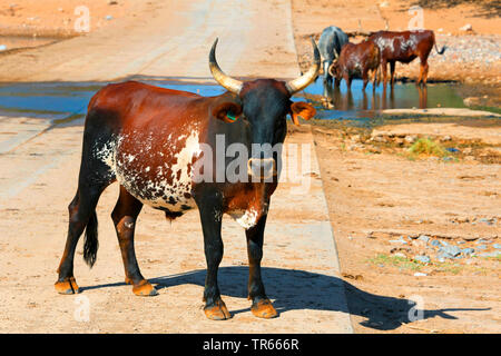 Inländische Rinder (Bos primigenius f. Taurus), Rinder auf der Straße in der Nähe des Hoanib River, Namibia, Damaraland, Khowarib Stockfoto