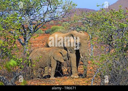 Wüstenelefanten, Wüste - Wohnung Elefanten Afrikanischer Elefant (Loxodonta africana Africana), Kalb und Mutter zwischen Bäumen, Namibia, Damaraland Stockfoto