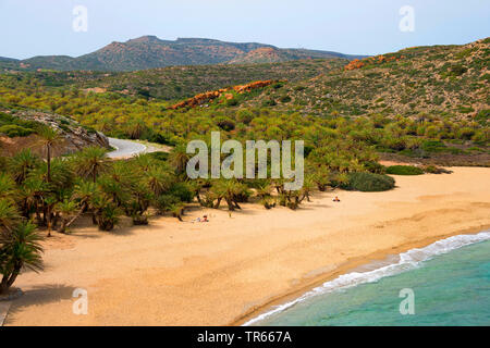 Dattelpalme (Phoenix theophrasti), Palmenstrand von Vai, Griechenland, Kreta, Vai-Strand Stockfoto