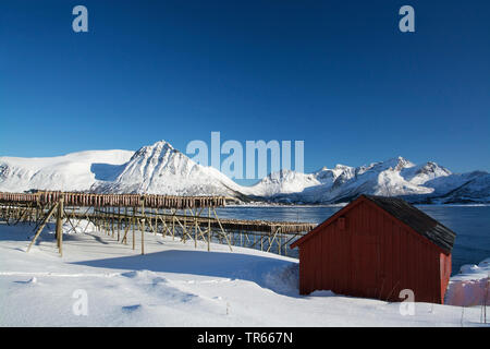 Lieferbar Fisch auf dem Trocknen Flocken und Boot Haus an der Küste im Winter, Norwegen, Lofoten, Gimsoymyrene, Barstrand Stockfoto