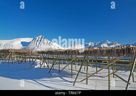 Lieferbar Fische trocknen an der Küste im Winter, Norwegen, Lofoten, Gimsoymyrene, Barstrand Stockfoto