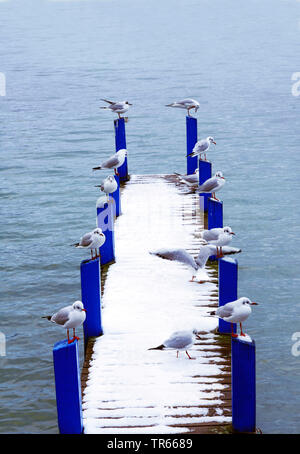 Steg mit Möwen im Winter an der See von Annecy, Frankreich, Savoie, Haute Savoy Stockfoto