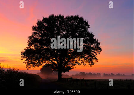 Single Tree bei Sonnenaufgang, Deutschland, Nordrhein-Westfalen, NSG Dingdener Heide Stockfoto