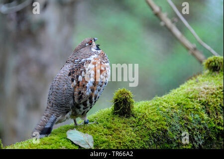 Haselhuhn (Tetrastes bonasia, Bonasa bonasia), die Mann auf einer MOSS-baum stamm, Deutschland, Bayern, Nationalpark Bayerischer Wald Stockfoto