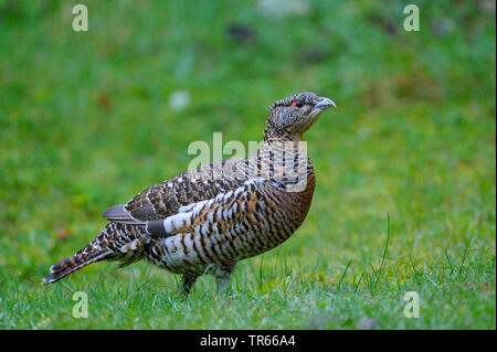 Western Auerhahn, Auerhahn (Tetrao urogallus), Auerhahn Henne stehend in einer Wiese, Seitenansicht, Deutschland, Bayern, Nationalpark Bayerischer Wald Stockfoto