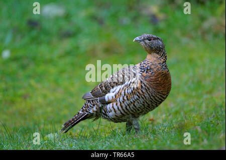 Western Auerhahn, Auerhahn (Tetrao urogallus), Auerhahn Henne stehend in einer Wiese, Seitenansicht, Deutschland, Bayern, Nationalpark Bayerischer Wald Stockfoto