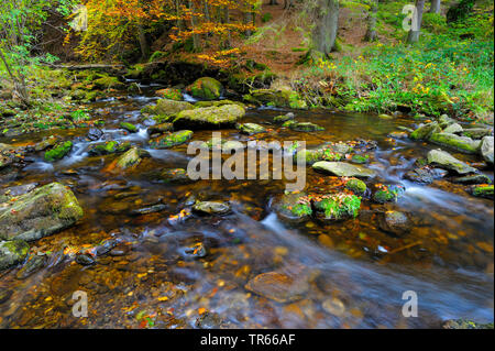 Steinklamm Schlucht mit Grosse Ohe Fluss im Herbst, Deutschland, Bayern, Nationalpark Bayerischer Wald, Spiegelau Stockfoto