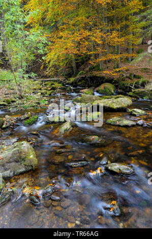 Steinklamm Schlucht mit Grosse Ohe Fluss im Herbst, Deutschland, Bayern, Nationalpark Bayerischer Wald, Spiegelau Stockfoto
