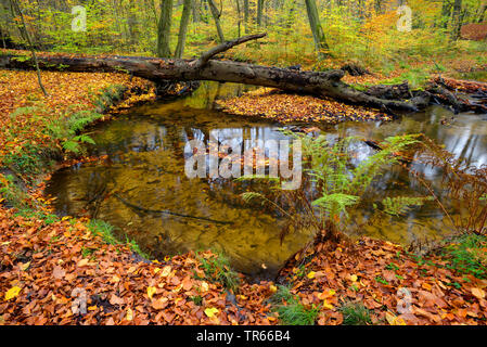 In der Nähe der Natur Creek mit gefallenen Baum in Buche Wald im Herbst, Deutschland, Nordrhein-Westfalen, Ruhrgebiet, Bottrop Stockfoto