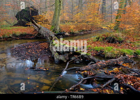 In der Nähe der Natur Creek mit gefallenen Baum in Buche Wald im Herbst, Deutschland, Nordrhein-Westfalen, Ruhrgebiet, Bottrop Stockfoto