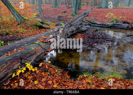 Gemeinsame Buche (Fagus sylvatica), in der Nähe der Natur Creek mit gefallenen Baum in Buche Wald im Herbst, Deutschland, Nordrhein-Westfalen, Ruhrgebiet, Bottrop Stockfoto