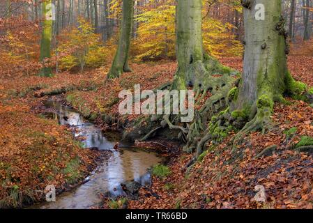 Gemeinsame Buche (Fagus sylvatica), in der Nähe der Natur Creek in Buche Wald im Herbst, Deutschland, Nordrhein-Westfalen, Ruhrgebiet, Bottrop Stockfoto