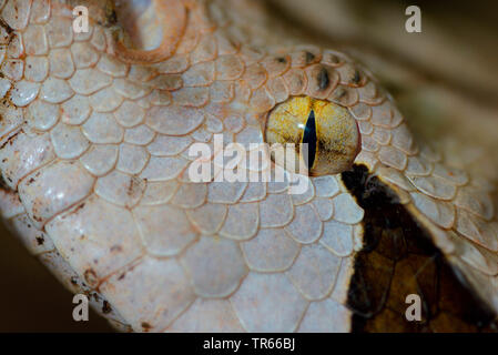 Western aus Okumen Viper (Bitis gabonica rhinoceros Bitis, Nashorn), Snake Eye, Detail, Afrika Stockfoto