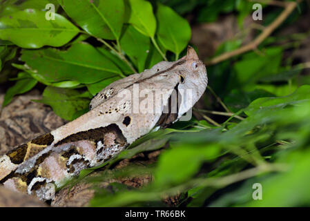 Western aus Okumen Viper (Bitis gabonica rhinoceros Bitis, Nashorn), Porträt, Seitenansicht, Afrika Stockfoto