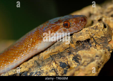 Gemeinsame Haus Schlange, Gemeinsame braunes haus Schlange (Boaedon fuliginosus, Lamprophis Fuliginosus), Porträt, Seitenansicht, Afrika Stockfoto