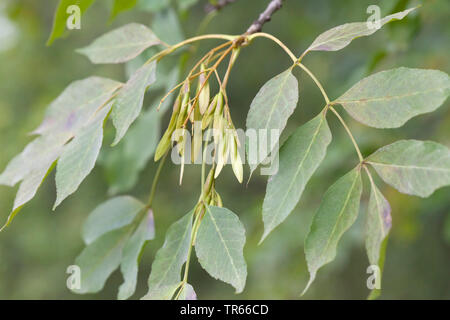 Manna Esche (Fraxinus ornus), Zweig mit Früchten, Italien, Südtirol Stockfoto