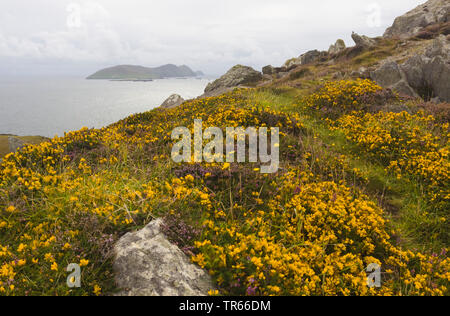 Ginster, Stechginster, goldene Stechginster (Ulex europaeus), blühende an der Küste, Irland, Ring of Kerry, Dingle Halbinsel Stockfoto