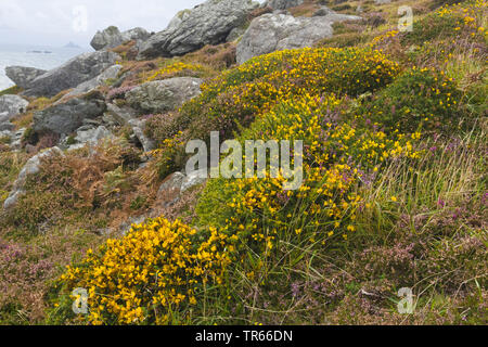 Ginster, Stechginster, goldene Stechginster (Ulex europaeus), blühende an der Küste, Irland, Ring of Kerry, Dingle Halbinsel Stockfoto